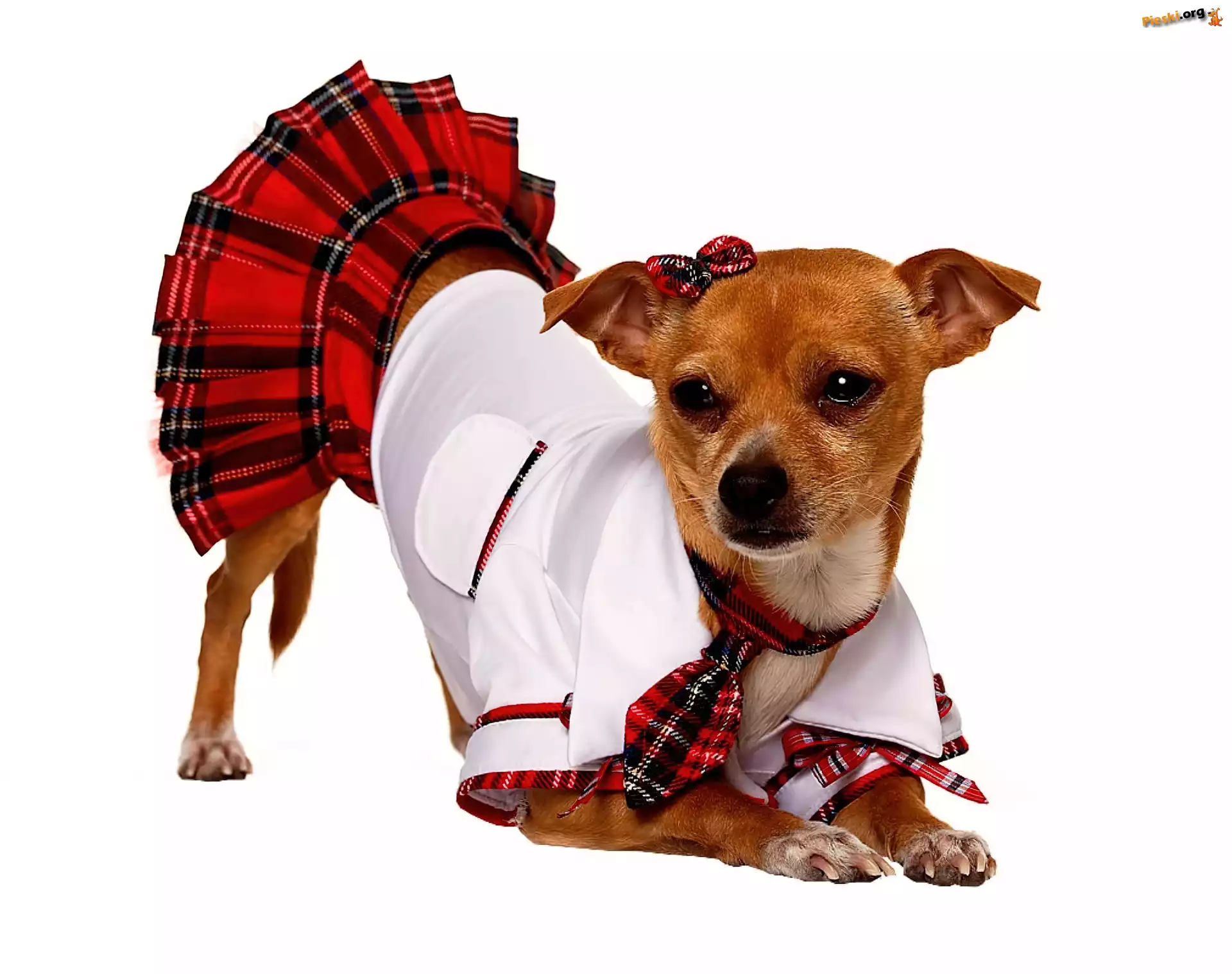 Piesek, Chihuahua, Ubranko