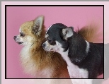 Dwa, Pieski, Chihuahua